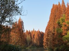 -桤木河湿地公园