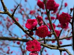 -梅花山(明孝陵内)