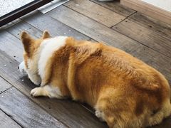 -肥朵食堂(带梦胡同店)