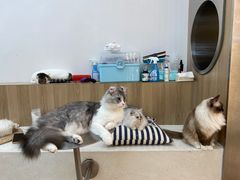 -瞄一喵猫咖(格力海岸店)