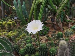 -深圳仙湖植物园