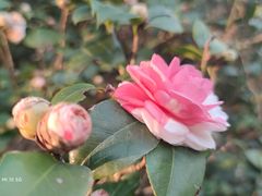-中国科学院华南植物园