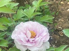 -洛阳市隋唐城遗址植物园