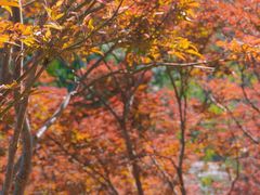-广州市帽峰山景区