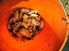 -蚝乡农庄(铁涌赤岸店)