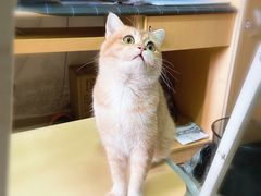 -lincat·猫舍(广州店)