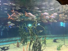 -芜湖新华联大白鲸海洋公园