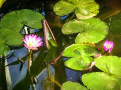 -国家植物园南园