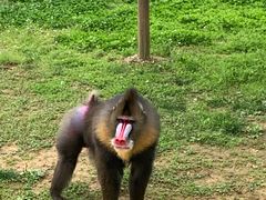 -杭州野生动物世界