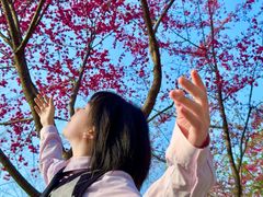 -合肥滨湖国家森林公园