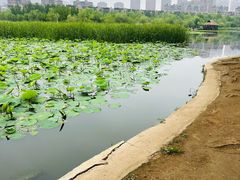 -前关湿地公园