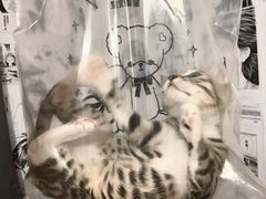 -宠颐生宠物医院外科·内科·皮肤科·影像科(石龙店)