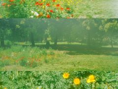 -上海共青森林公园