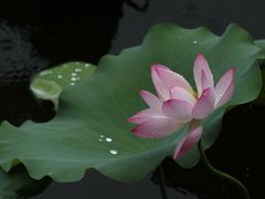 -荔湾湖公园