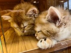 -猫十亿·布偶金渐层·曼基康矮脚猫舍(青年路店)