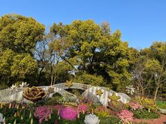 -上海共青森林公园