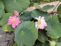 -莲花池公园