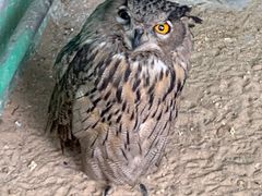 -西霞口神雕山野生动物世界