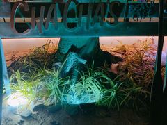 -Cha Cha's Beach Cafe
