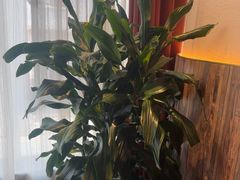 -慢丽江·云南野生菌土鸡锅(付家庄店)