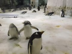 -大连圣亚海洋世界