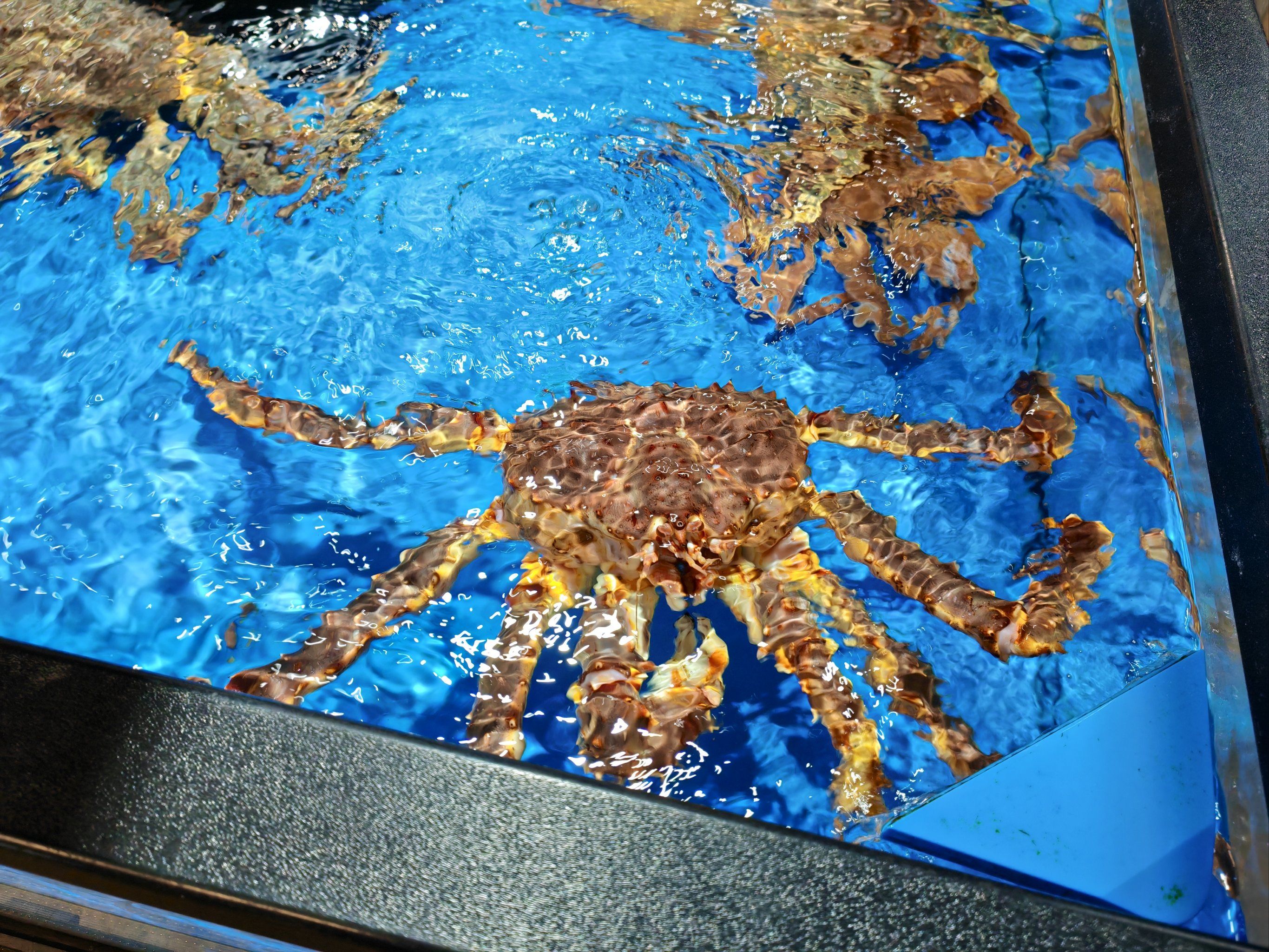 第一次看到活的帝王蟹