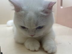 -囡的喵喵酱·萌宠生活馆·宠物洗护美容(胶州路店)