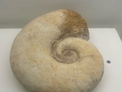 -青岛贝壳博物馆