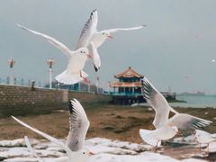 -栈桥景区
