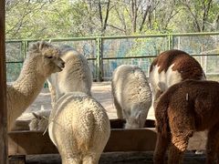 -青藏高原野生动物园