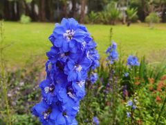 -深圳国际园林花卉博览园