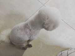 -宠福鑫24h动物医院