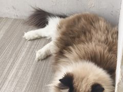 -藏猫猫咖啡主题馆(中央大道店)