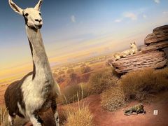 -陕西自然博物馆