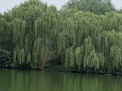-济南大明湖景区