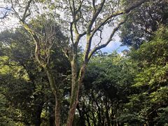 -杭州植物园