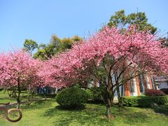 -橘子洲景区