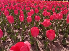 -咸阳湖景区-统一广场