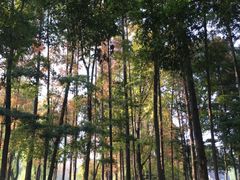 -温江公园