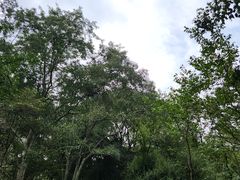 -杭州植物园