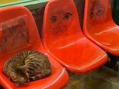 -猫咪博物馆(顶澳仔猫街店)