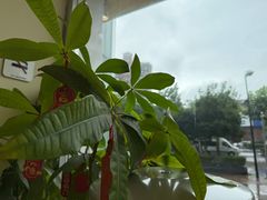 -勇气斑马·巴西柔术&跆拳道(浦东三林店)