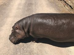 -威勒比开放式动物园