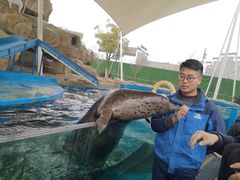 -芜湖新华联大白鲸海洋公园
