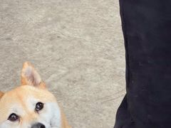 -柴犬高等学院·狗咖·柴犬售卖·宠物训练