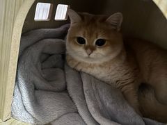 -艾贝尔宠物医院·24H转诊中心·肿瘤猫专科(江宁双龙店)