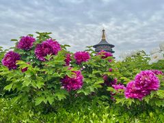 -隋唐洛阳城明堂天堂景区