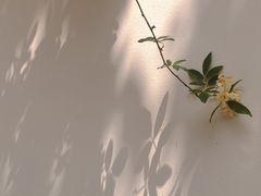 -长风拨筋养身(金虹桥店)