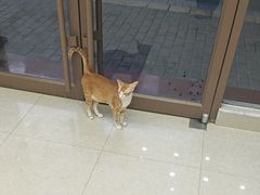 -瑞鹏宠物医院·夜间急症·心超·猫科(祖庙分店)