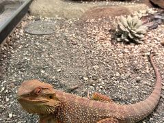 -帕帕拉兹宠物(亚洲旗舰店)